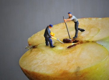 Quels sont les avantages et les dangers des pépins de pomme et que se passe-t-il si on les mange ?