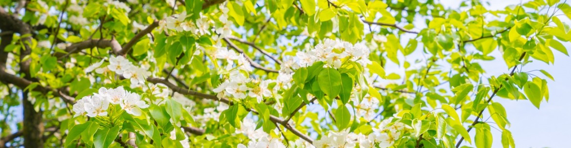 Protéger son jardin après la floraison : lutte efficace contre les ravageurs et les maladies