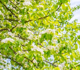Protéger son jardin après la floraison : lutte efficace contre les ravageurs et les maladies
