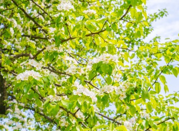 Protéger son jardin après la floraison : lutte efficace contre les ravageurs et les maladies