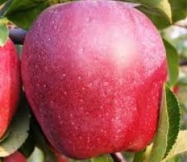 Pommier Gloucester : Variété et conseils d’entretien