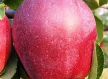 Pommier Gloucester : Variété et conseils d’entretien