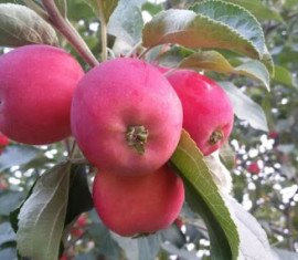 Pommier Altai Golubok : caractéristiques de la variété et entretien