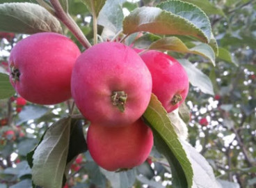 Pommier Altai Golubok : caractéristiques de la variété et entretien