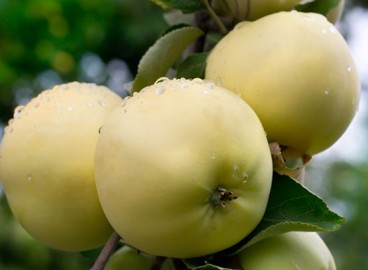 Pommier Altai Yantarnoye : caractéristiques de la variété et entretien