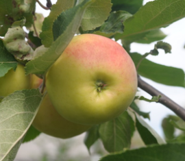 Pommier VEM jaune : caractéristiques de la variété et entretien