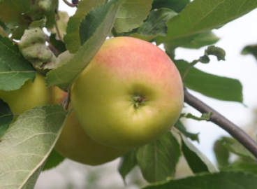 Pommier VEM jaune : caractéristiques de la variété et entretien