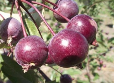Pommier Royalty : caractéristiques de la variété et entretien