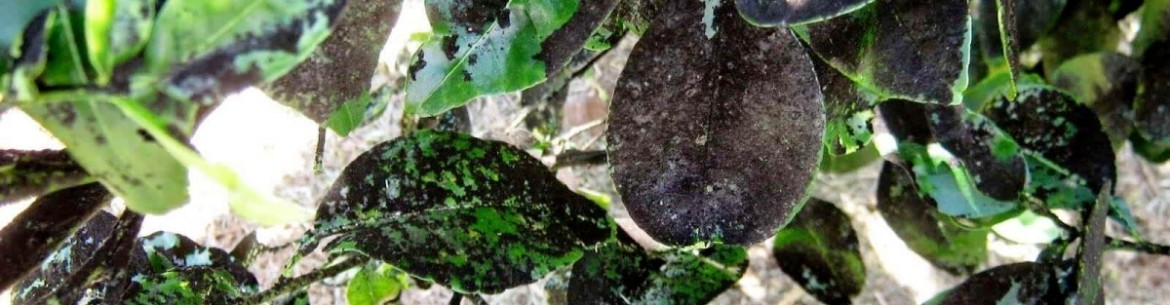 Fumée sur les pommiers : causes et mesures pour lutter contre la plaque noire