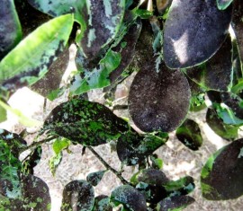 Fumée sur les pommiers : causes et mesures pour lutter contre la plaque noire