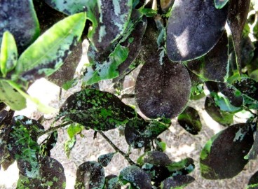 Fumée sur les pommiers : causes et mesures pour lutter contre la plaque noire