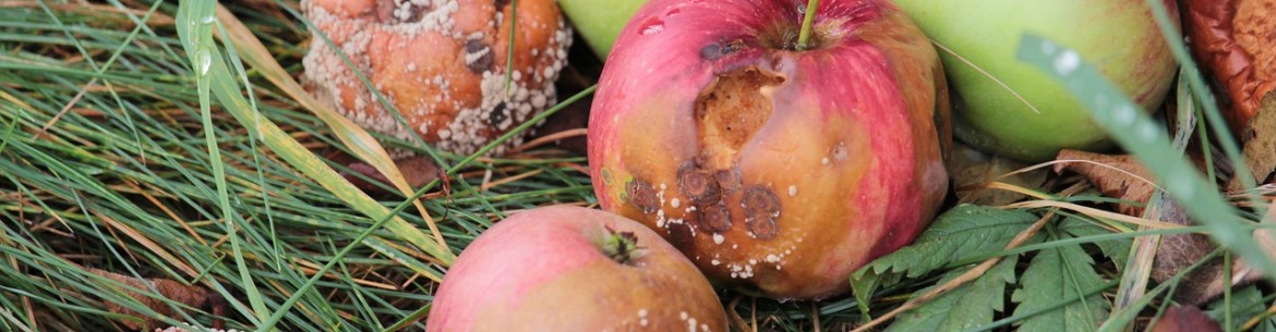 Que faire des pommes pourries du jardin : peut-on les utiliser et où les jeter ?