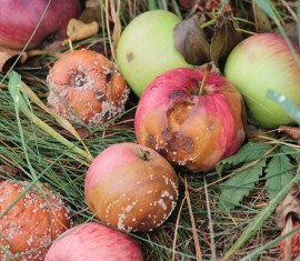 Que faire des pommes pourries du jardin : peut-on les utiliser et où les jeter ?