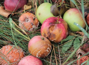 Que faire des pommes pourries du jardin : peut-on les utiliser et où les jeter ?