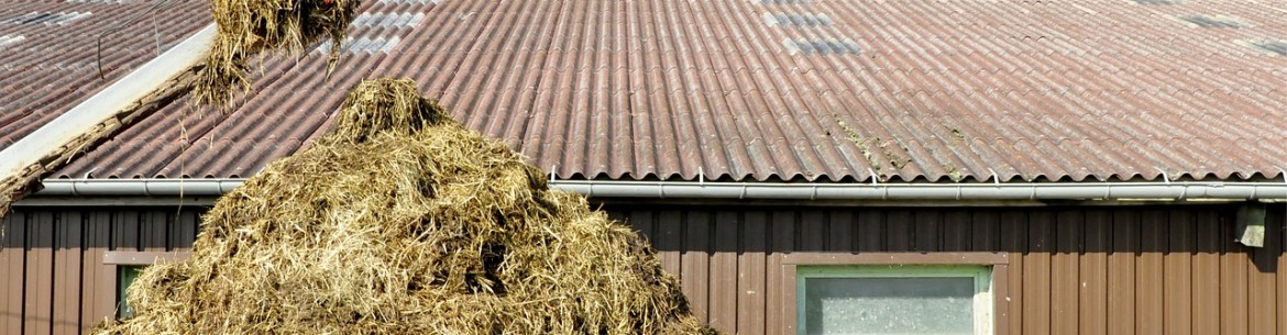 Fertilisation des pommiers à l'automne après la récolte : période, techniques et calendrier de fertilisation