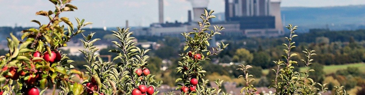 Pourquoi les pommes tombent-elles des arbres avant d'être mûres : causes et solutions