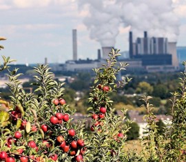Pourquoi les pommes tombent-elles des arbres avant d'être mûres : causes et solutions