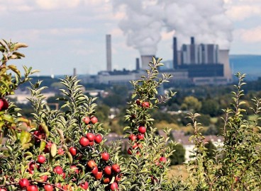 Pourquoi les pommes tombent-elles des arbres avant d'être mûres : causes et solutions