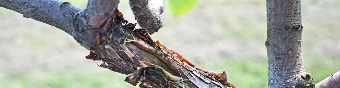 Cancer du pommier noir : photos, symptômes et traitement