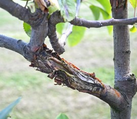 Cancer du pommier noir : photos, symptômes et traitement
