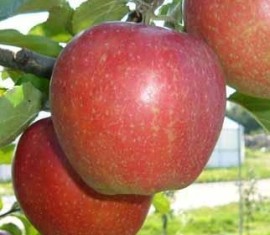 Pommier Sunrise : caractéristiques de la variété et entretien