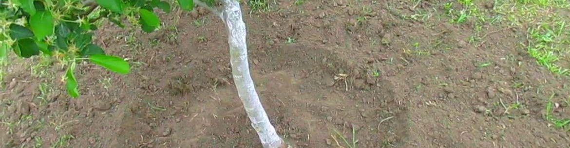 Faut-il déterrer les arbres fruitiers : règles et calendrier