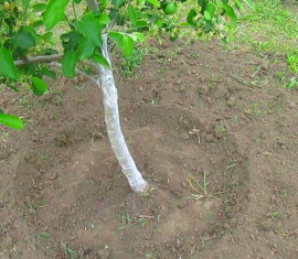 Faut-il déterrer les arbres fruitiers : règles et calendrier