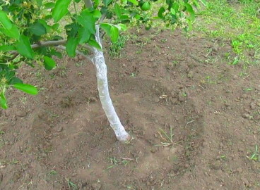 Faut-il déterrer les arbres fruitiers : règles et calendrier