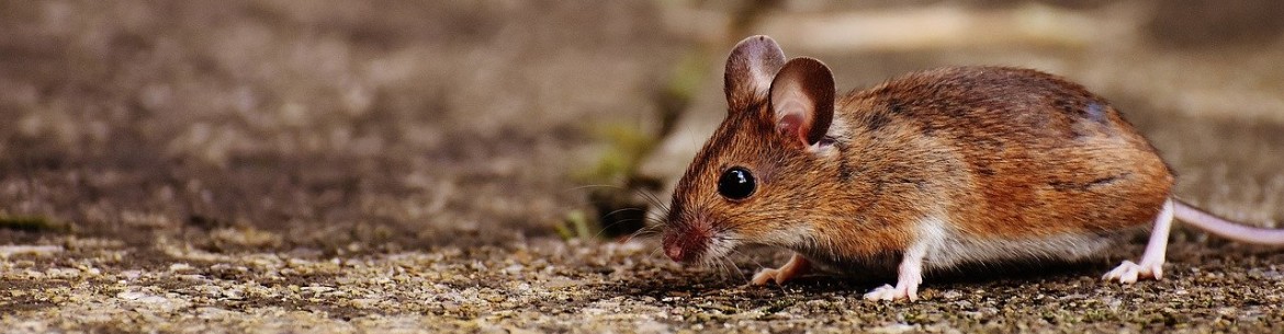 Comment sauver un pommier dont l'écorce a été rongée par les souris : traiter l'écorce et le tronc