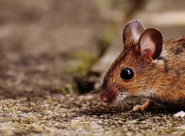 Comment sauver un pommier dont l'écorce a été rongée par les souris : traiter l'écorce et le tronc