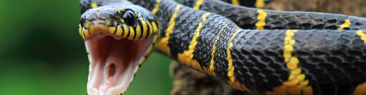 Comment se débarrasser des serpents dans son jardin : lutter contre les insectes nuisibles dans son jardin