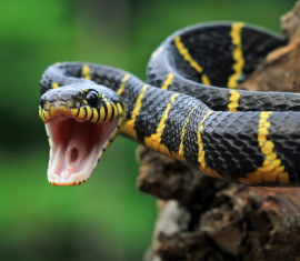 Comment se débarrasser des serpents dans son jardin : lutter contre les insectes nuisibles dans son jardin