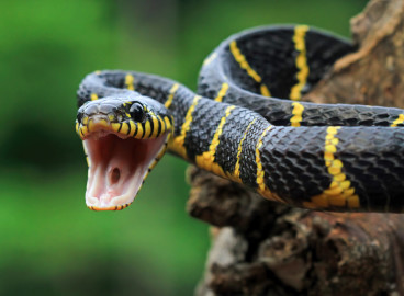 Comment se débarrasser des serpents dans son jardin : lutter contre les insectes nuisibles dans son jardin