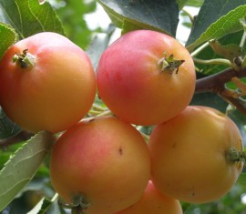 Pommier Ranetka : caractéristiques de la variété et entretien