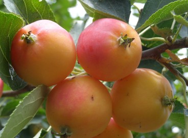 Pommier Ranetka : caractéristiques de la variété et entretien