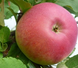 Pommier Marat Busurin : variété et conseils d’entretien