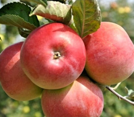 Pommier Wem rose : caractéristiques de la variété et entretien