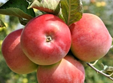 Pommier Wem rose : caractéristiques de la variété et entretien