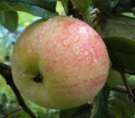 Pommier Spartak : caractéristiques de la variété et entretien