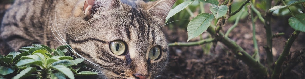 Engrais Bokashi : Qu'est-ce que c'est et comment l'utiliser ?