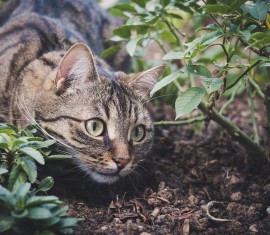 Engrais Bokashi : Qu'est-ce que c'est et comment l'utiliser ?