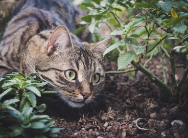 Engrais Bokashi : Qu'est-ce que c'est et comment l'utiliser ?