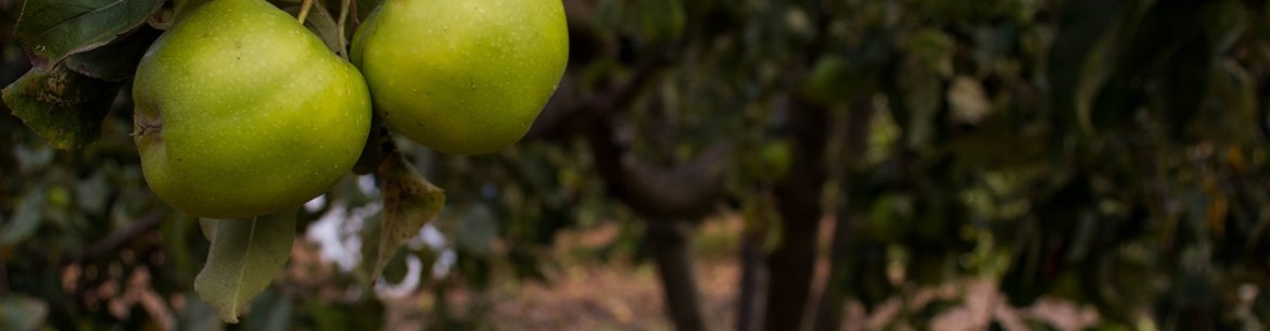 Comment planter un pommier si la nappe phréatique est proche : règles importantes pour une bonne récolte