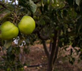Comment planter un pommier si la nappe phréatique est proche : règles importantes pour une bonne récolte