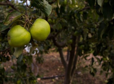 Comment planter un pommier si la nappe phréatique est proche : règles importantes pour une bonne récolte