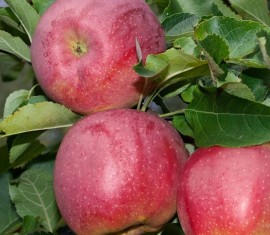Pommier Florina : caractéristiques de la variété et entretien
