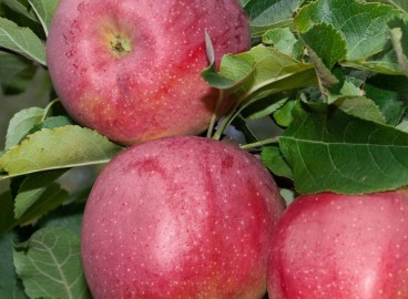 Pommier Florina : caractéristiques de la variété et entretien