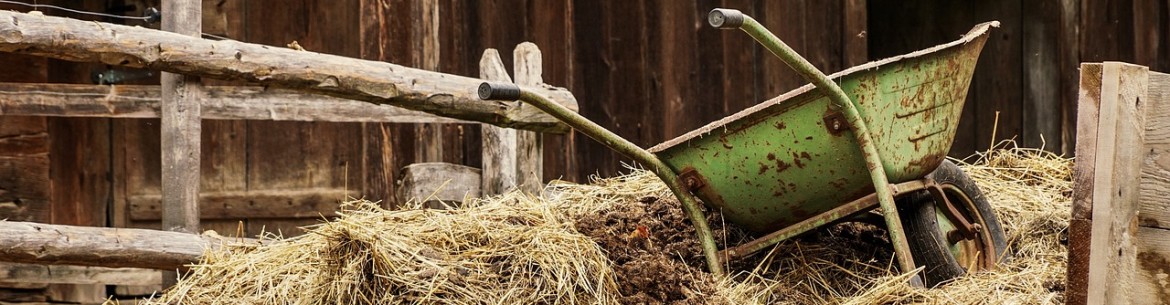 Comment épandre du fumier sur un pommier : fertiliser sans danger ni tracas