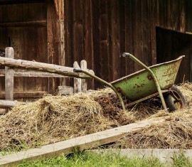 Comment épandre du fumier sur un pommier : fertiliser sans danger ni tracas