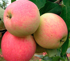 Pommier Rêve : caractéristiques de la variété et entretien